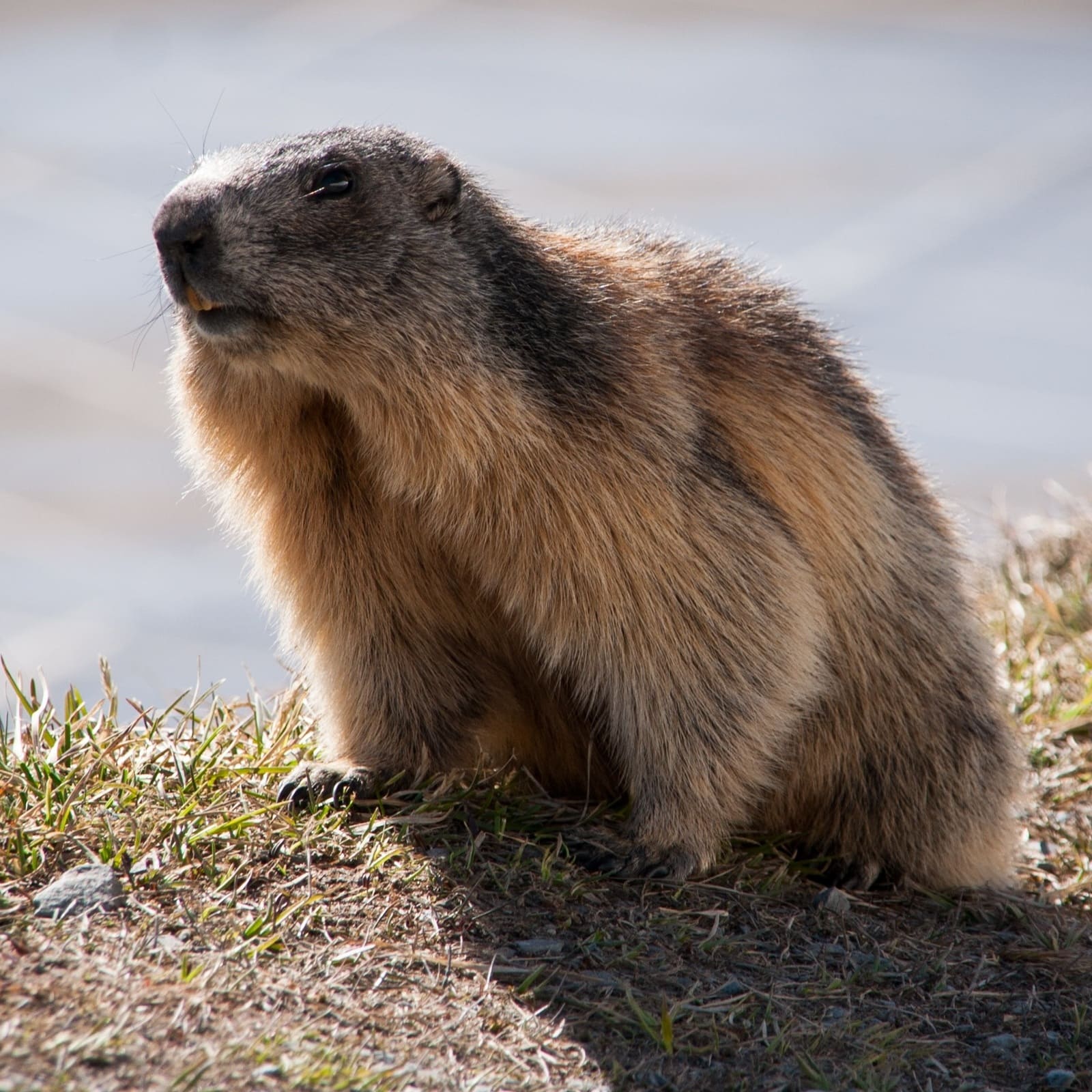 Découverte des marmottes en randonnée pédestre